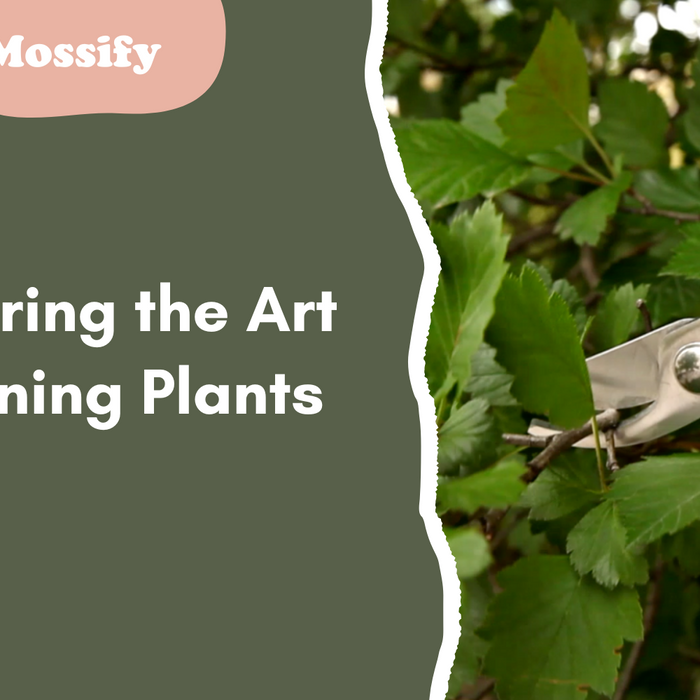 Mastering the Art of Pruning Plants