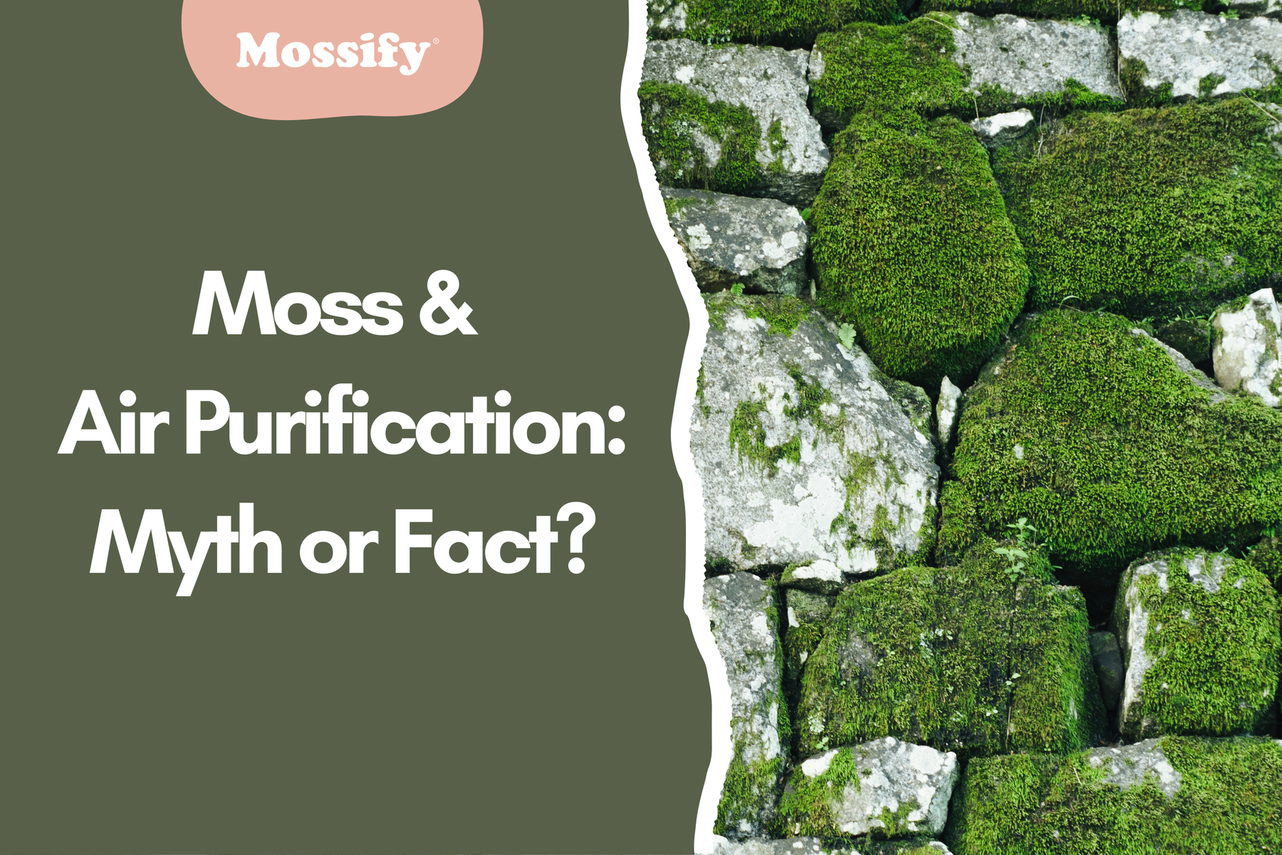 Moss and Air Purification: Myth or Fact?