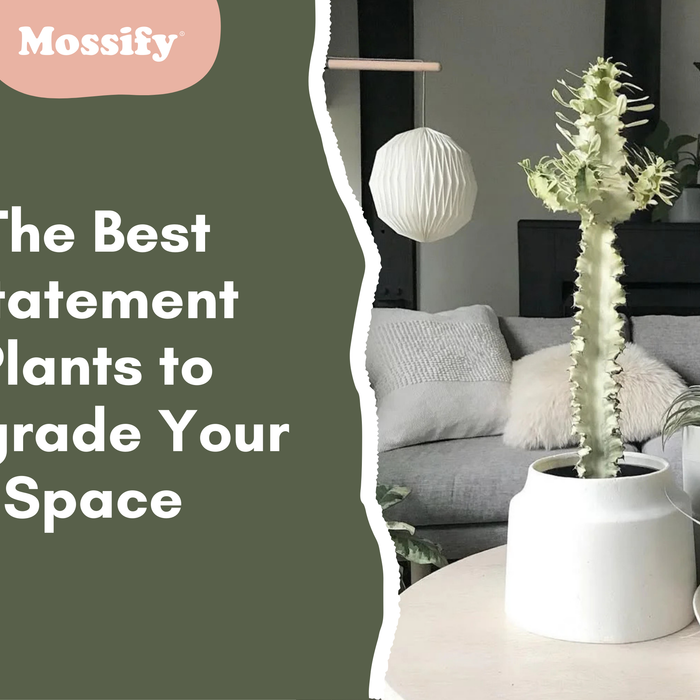 The Best Statement Plants to Instantly Upgrade Your Space
