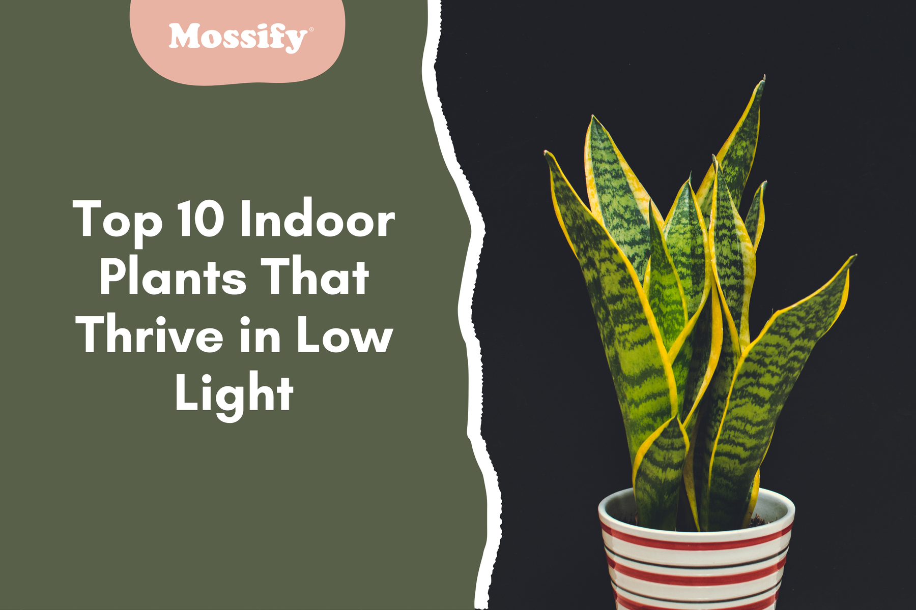 Top 10 Indoor Plants That Thrive in Low Light (Perfect for Low-Light Rooms)