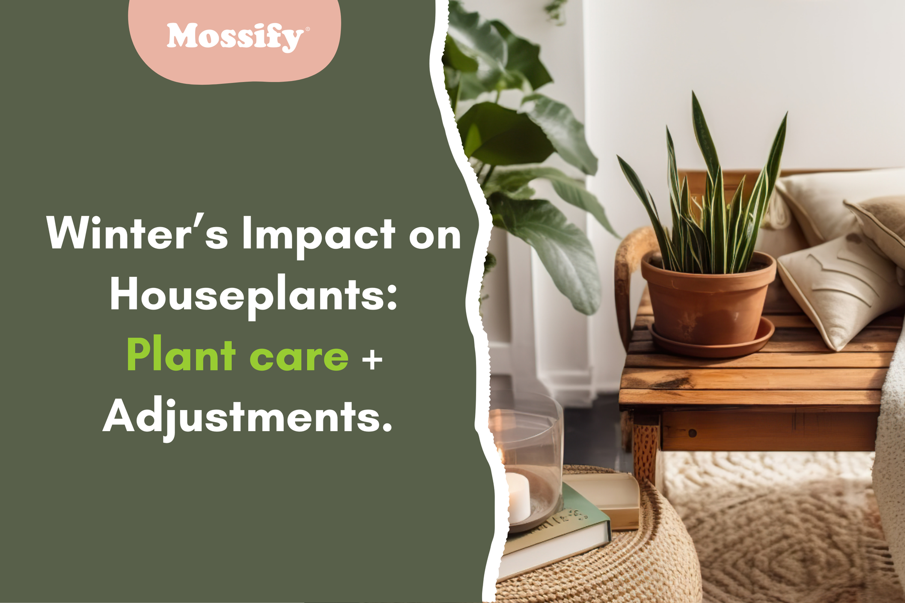 Winter’s Impact on Houseplants: Plant Care + Adjustments