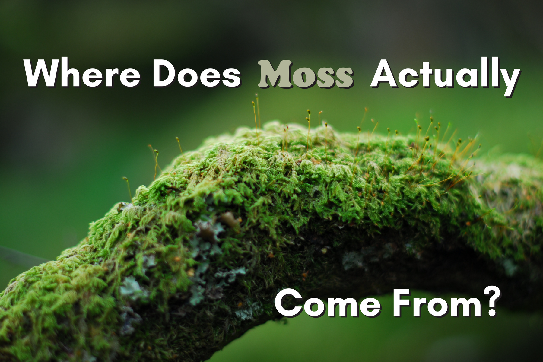 Where Does Moss Actually Come From?