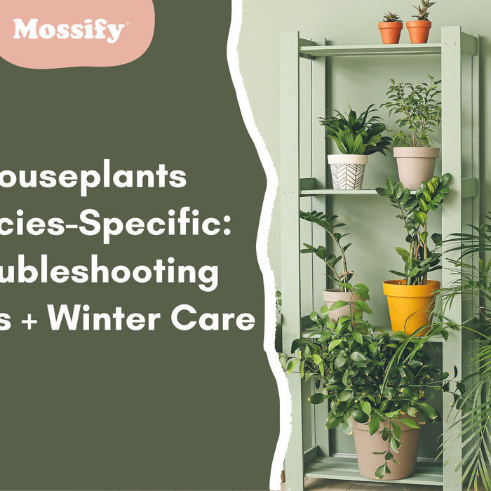 Houseplants Species-Specific: Troubleshooting Issues + Winter Care