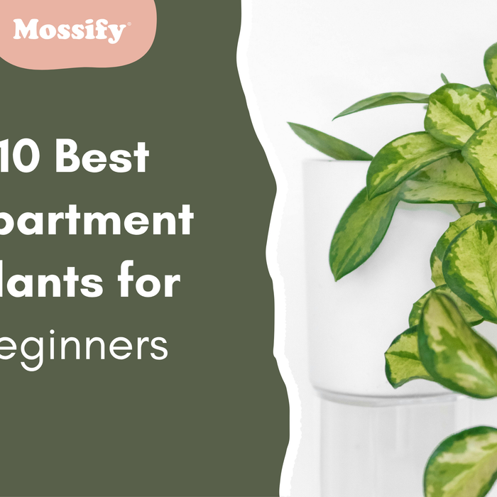 10 Best Apartment Plants for Beginners (Hard to Kill)