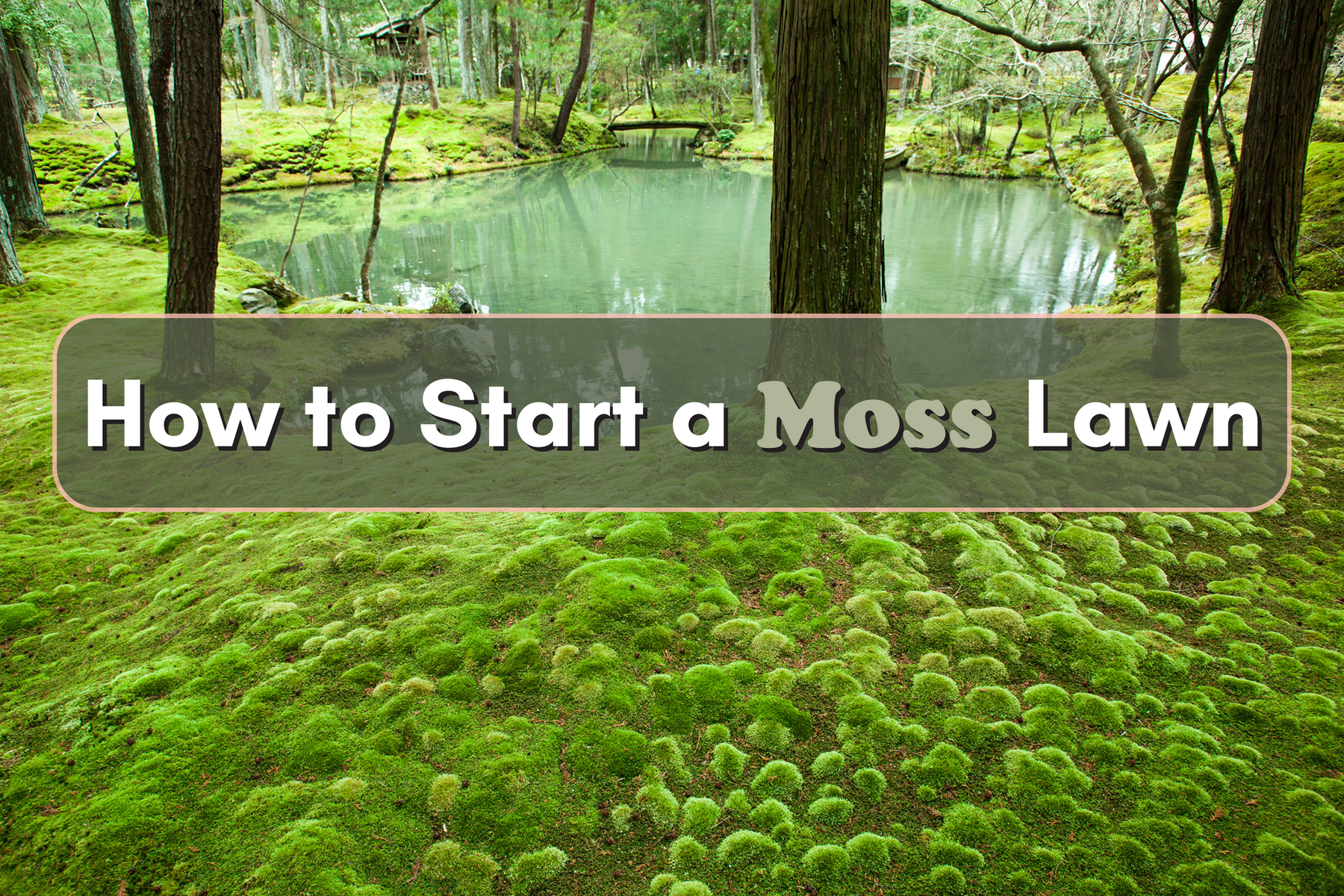 How to Start a Moss Lawn (And Why It’s Worth It)