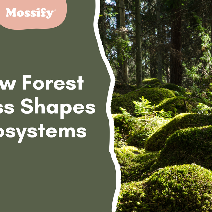 How Forest Moss Shapes Ecosystems, Inspires Design, and Now Fits in Your Terrarium