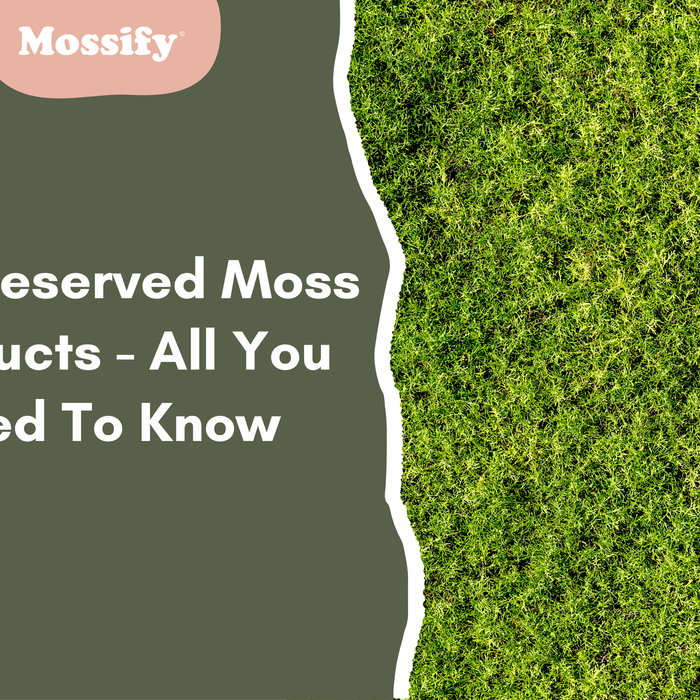 DIY Preserved Moss Products - All You Need To Know