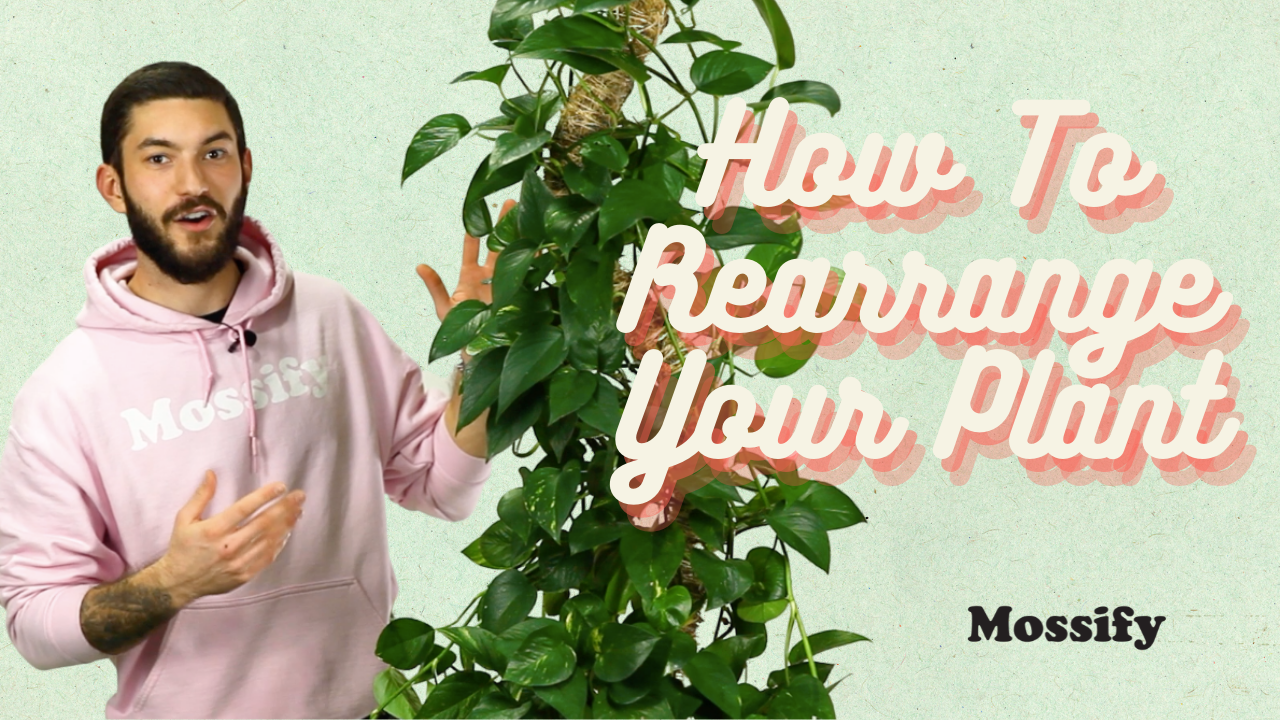 How To Rearrange Your Plant Once It Outgrows Its Moss Pole