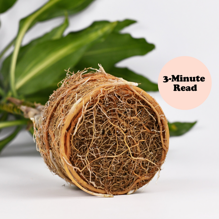 How to Loosen a Root Ball before Repotting (Tips & Tricks)