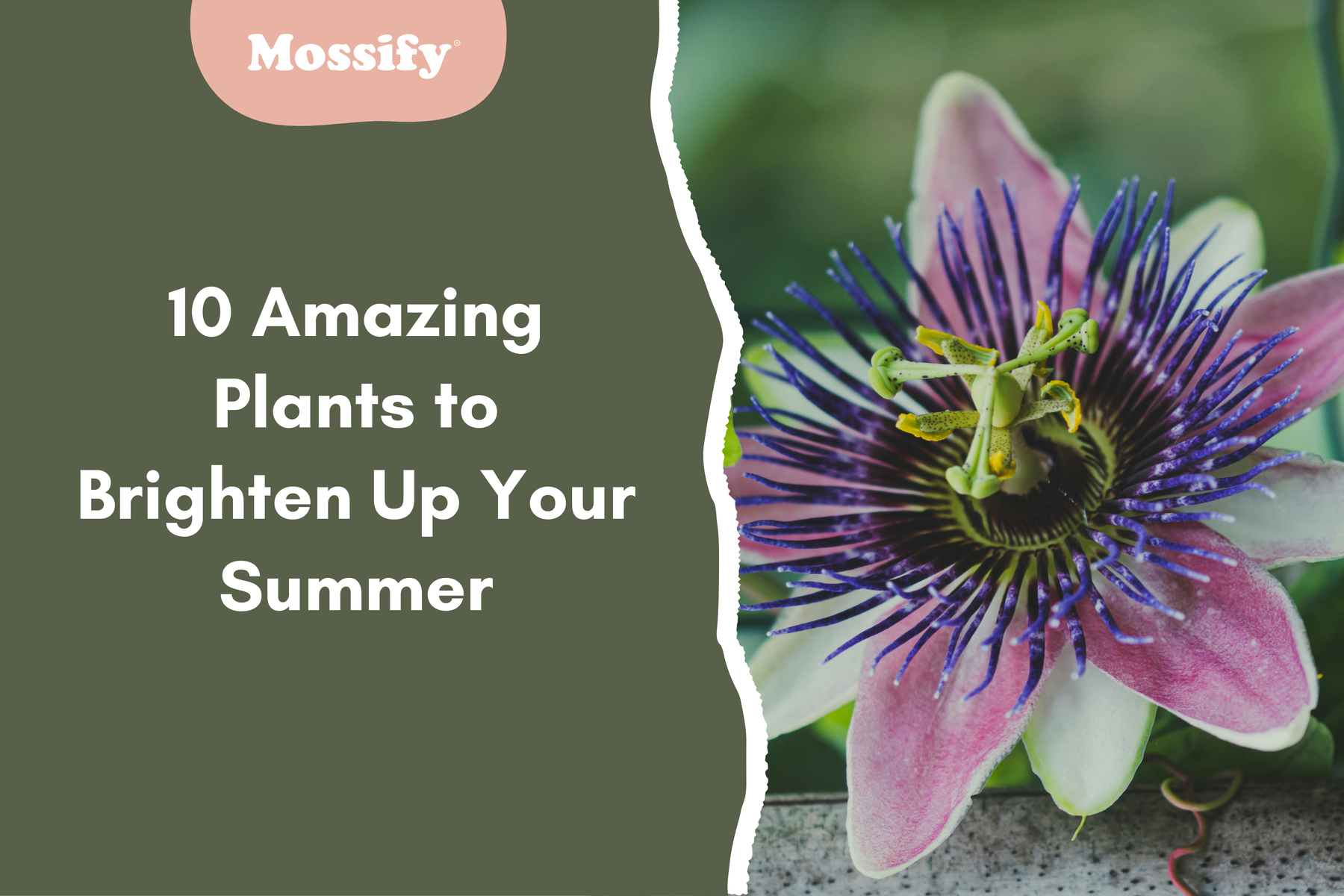 10 Amazing Plants to Brighten Up Your Summer