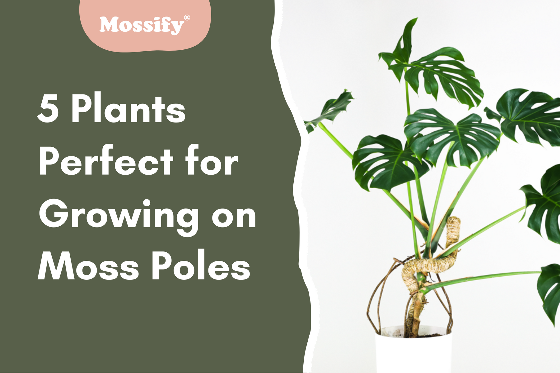 5 Plant Species Perfect for Growing on Moss Poles