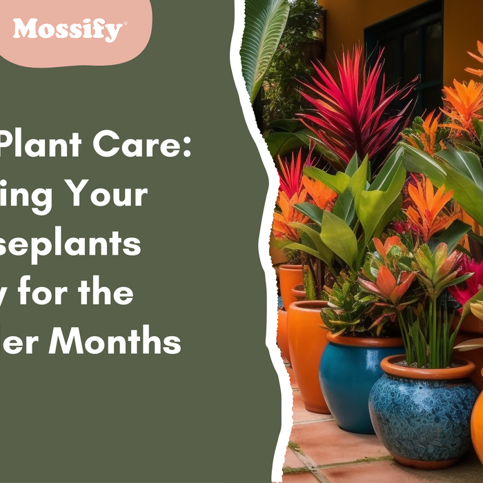 Fall Plant Care: Getting Your Houseplants Cozy for the Cooler Months
