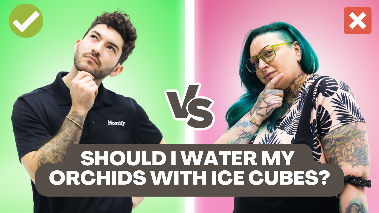 Houseplant Hot Takes: Debating the Most Controversial Opinions in Indoor Gardening