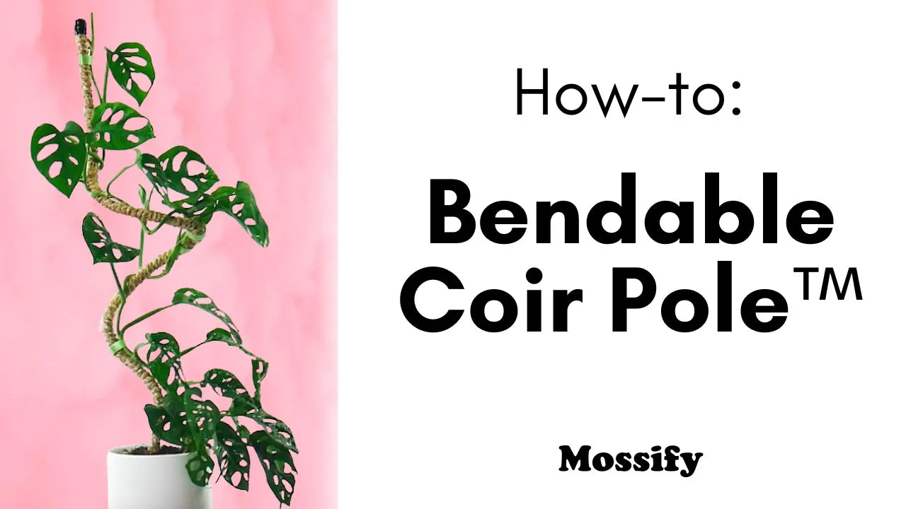 How To Use The Original Bendable Coir Pole™ (2022 Update)