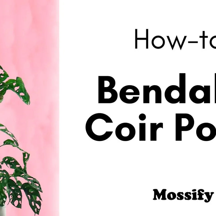 How To Use The Original Bendable Coir Pole™ (2022 Update)