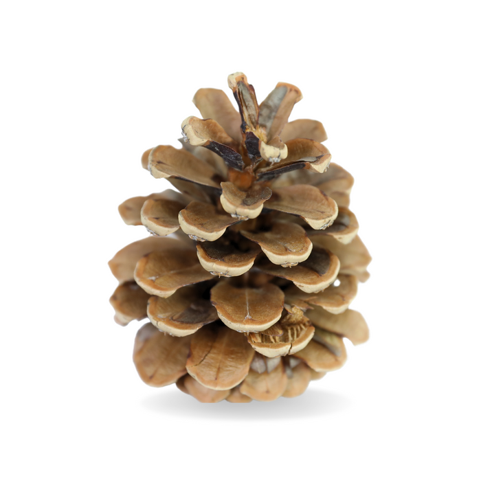 Paquet de 6 pommes de pin naturelles