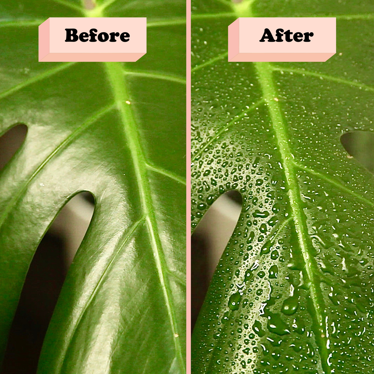 Before and after misting a monstera leaf with the Mossify mistr fine-mist sprayer