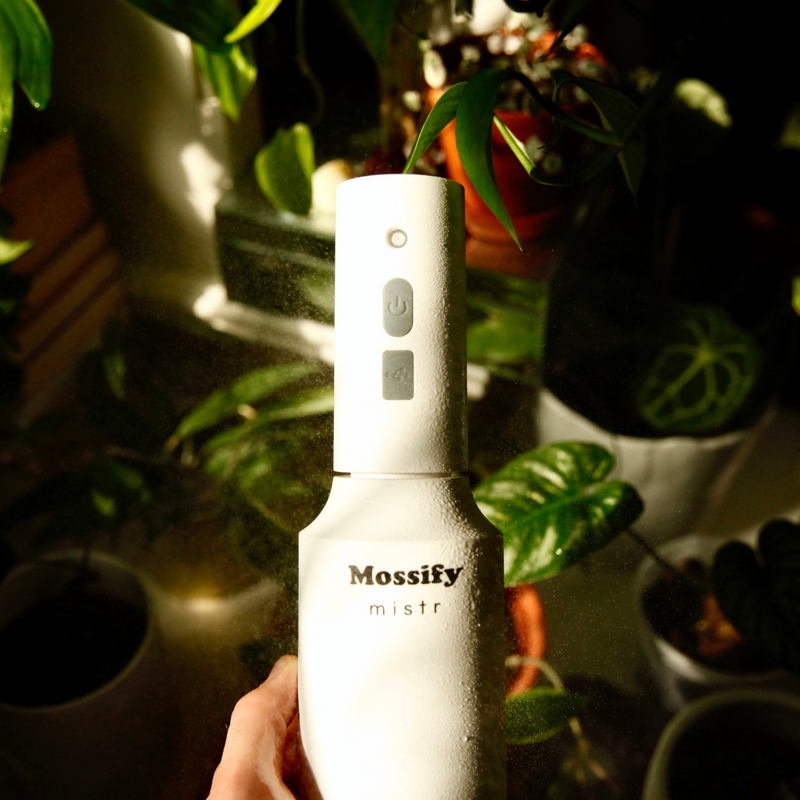 4 Pack Mossify mistr⢠- Mossify