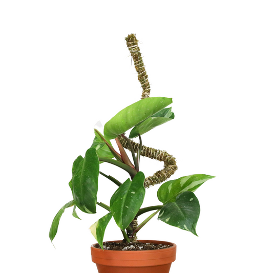 The Bendable Moss Poleβ’ THIN - Ultimate Starter Pack - Mossify
