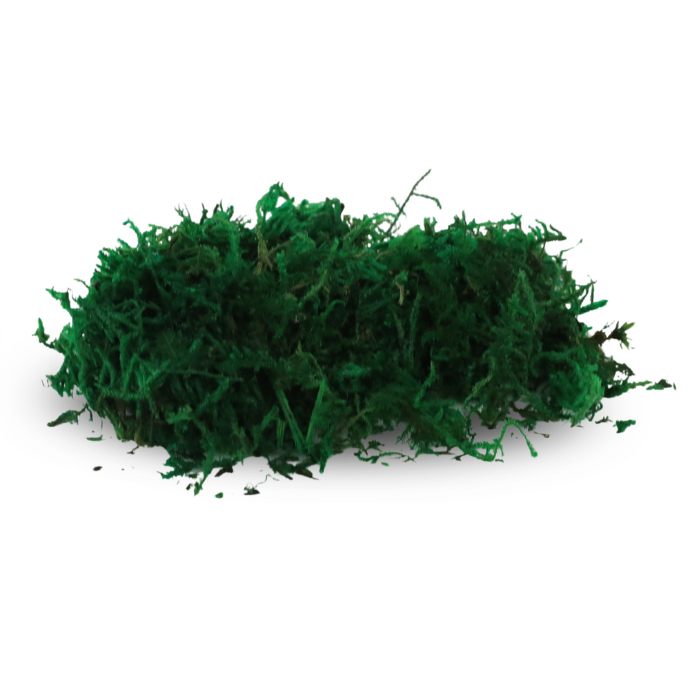 Premium Preserved Forest Moss - Mossify