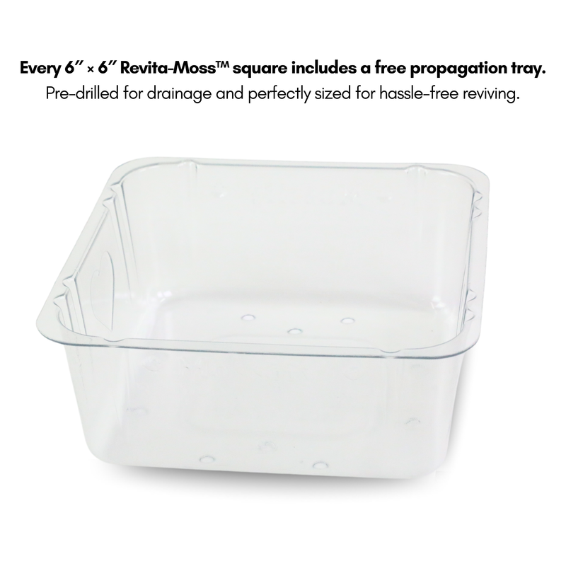 Natural Canadian Sphagnum Moss - Revita-Moss - Mossify