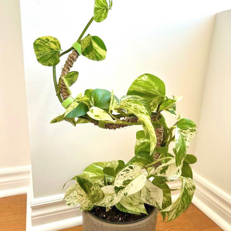 The Original Bendable Coir Pole™ - Best Seller (Tape Included)