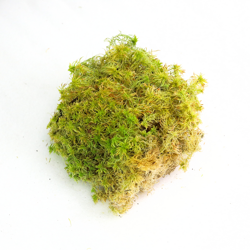 Natural Canadian Sphagnum Moss - Revita-Moss - Mossify