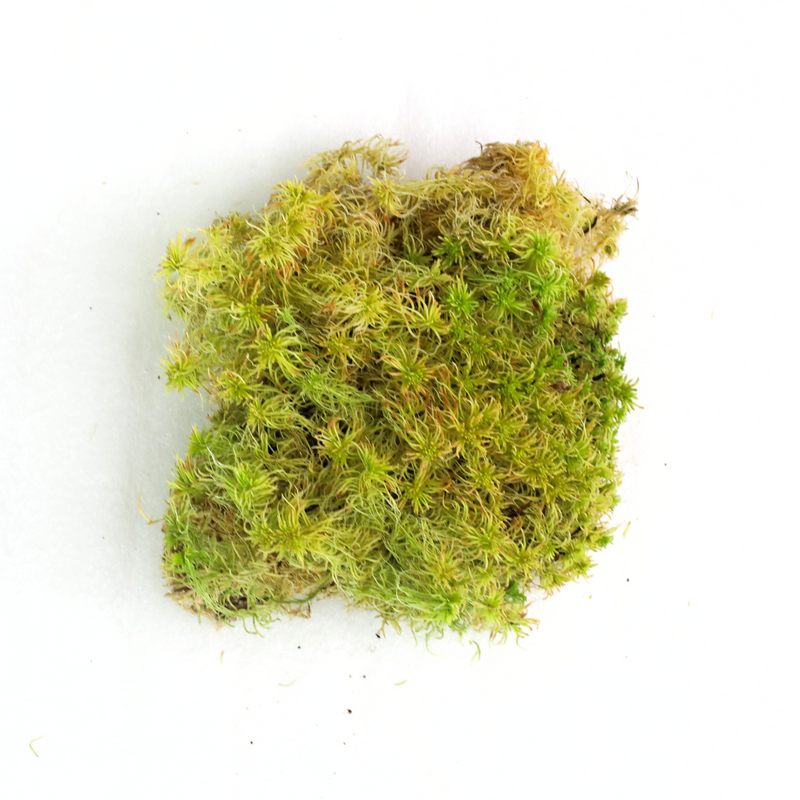 Natural Canadian Sphagnum Moss - Revita-Moss - Mossify