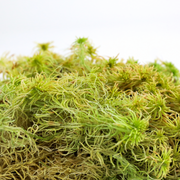 Natural Canadian Sphagnum Moss - Revita-Moss - Mossify
