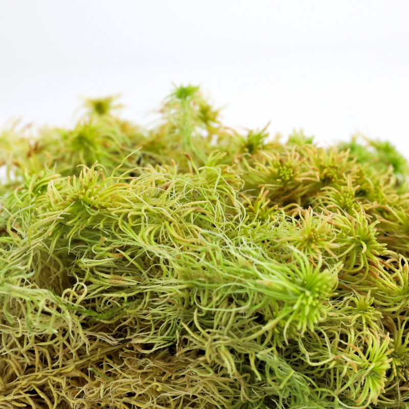 Natural Canadian Sphagnum Moss - Revita-Moss - Mossify