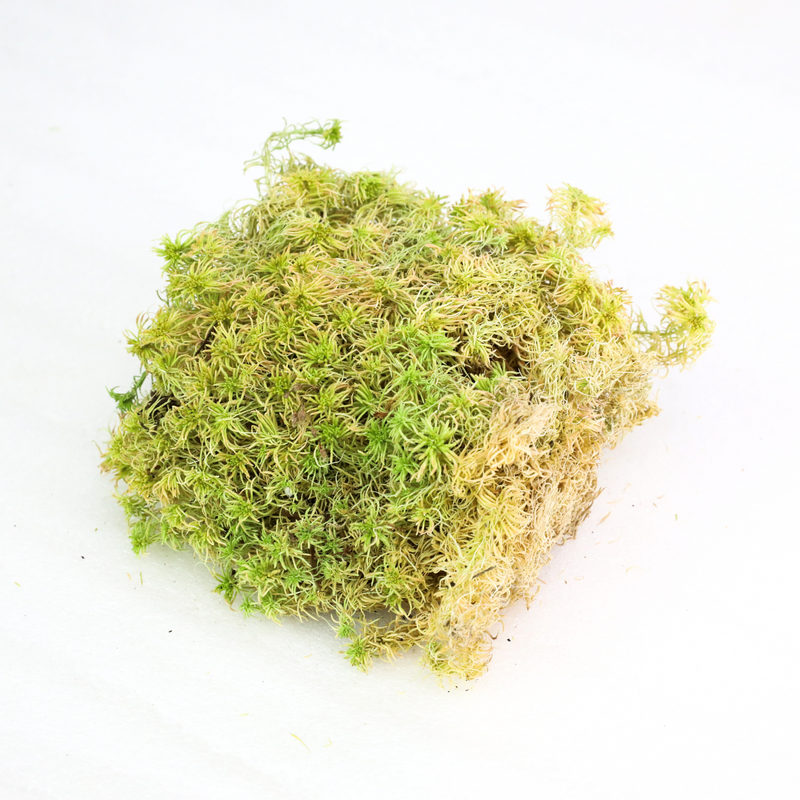 Natural Canadian Sphagnum Moss - Revita-Moss - Mossify