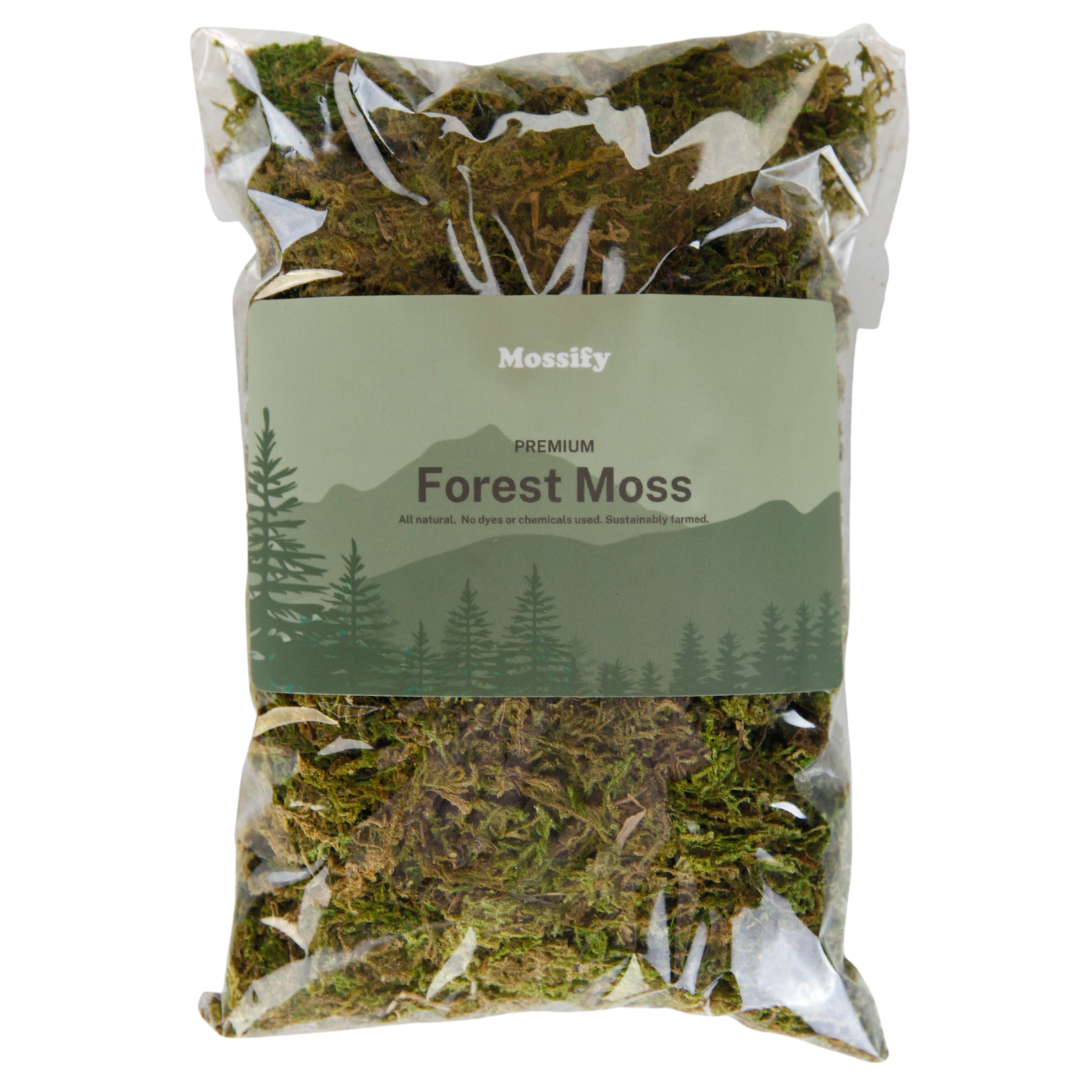 Premium Natural Forest Moss