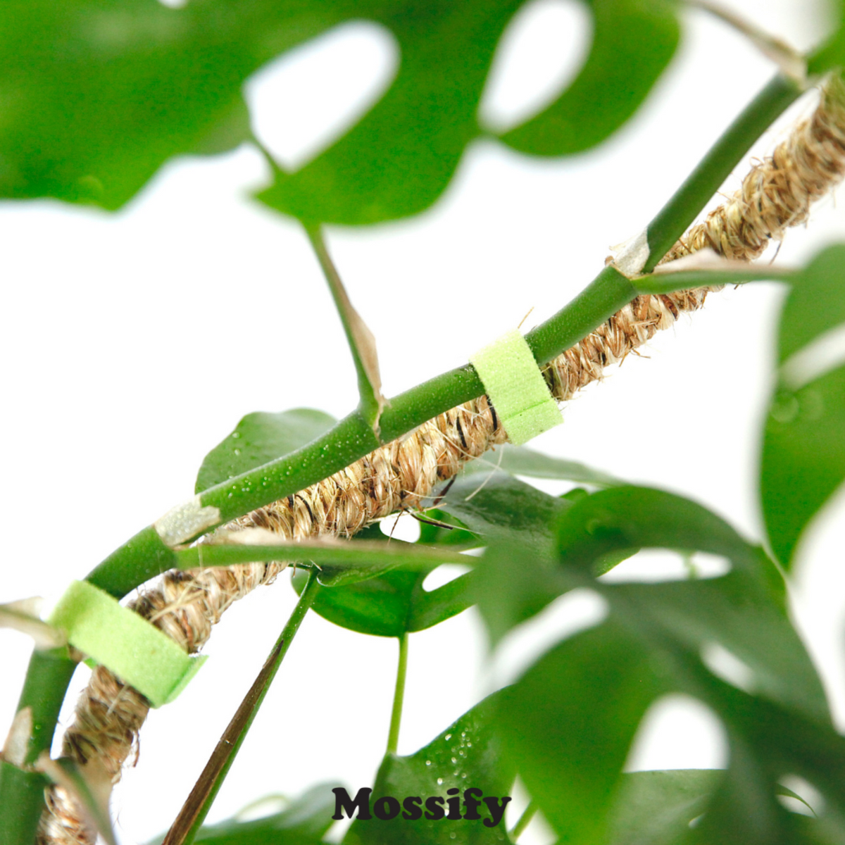 Indoor Plant Care Pack - Mossify
