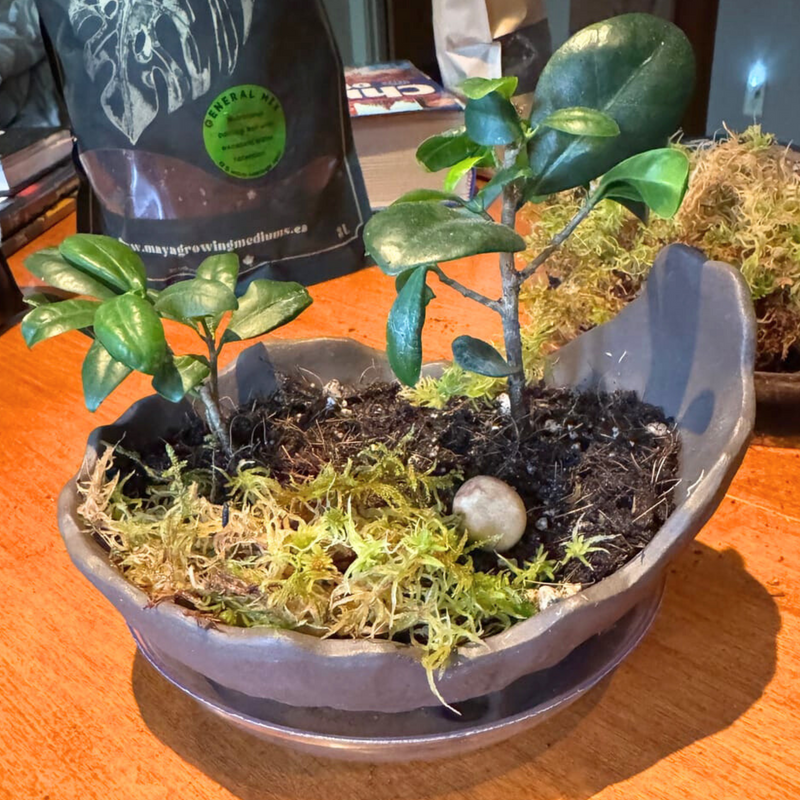 Mousse de sphaigne canadienne naturelle