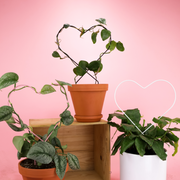 Everlasting Love Bundle - Mossify