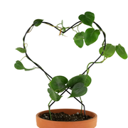 Everlasting Love Bundle - Mossify