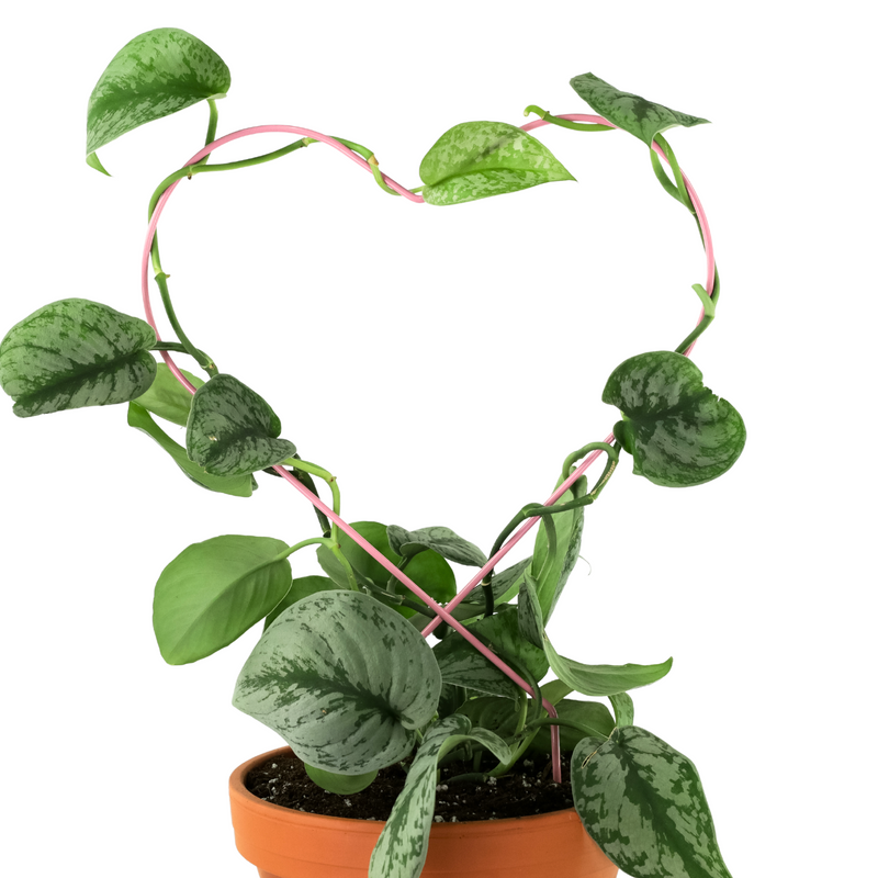 Everlasting Love Bundle - Mossify