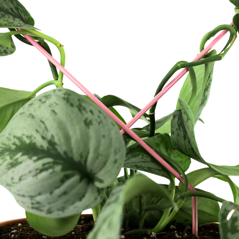 Everlasting Love Bundle - Mossify