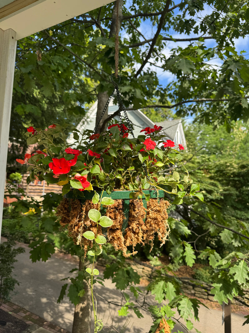 Premium Sphagnum Moss - Mossify