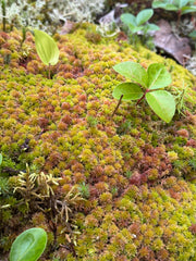 Close-up of green leaves sprouting from a mossy surface