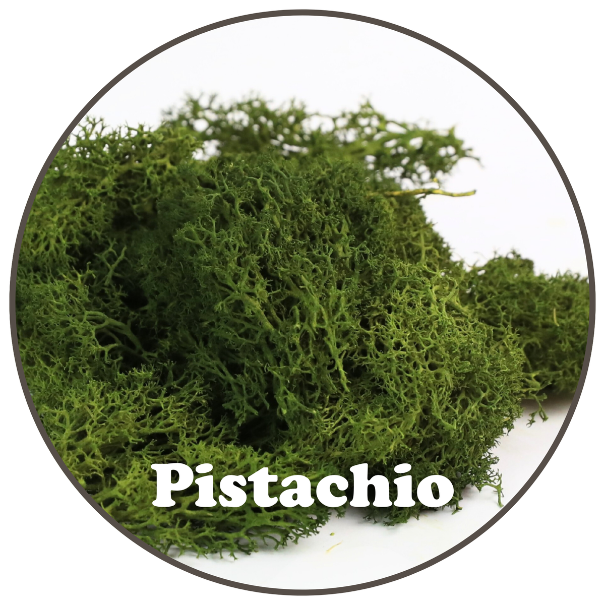 Close-up of Pistachio preserved reindeer moss colour