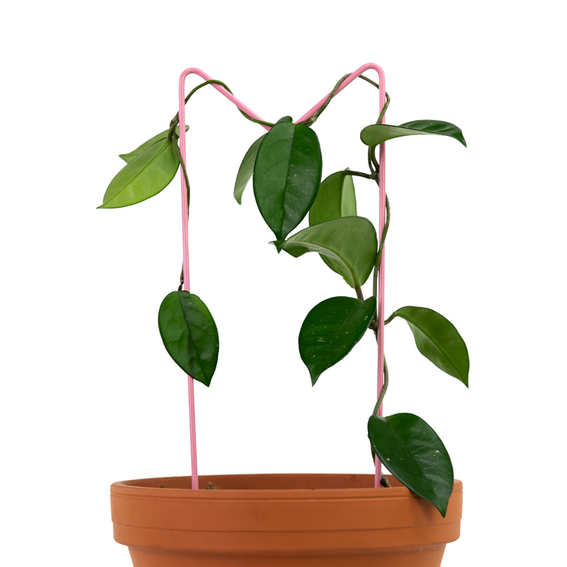 "M" Metal Trellis - Mossify