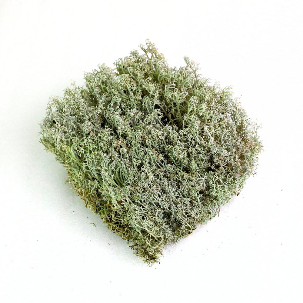 Real moss that comes back to life