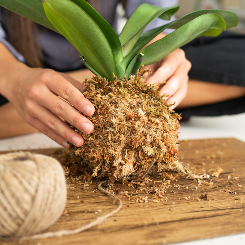 Premium Sphagnum Moss - Mossify