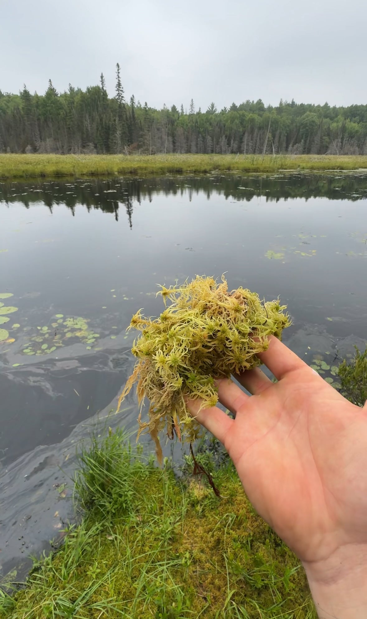 Hand holding a clump of moss by a calm body of water with trees in the background