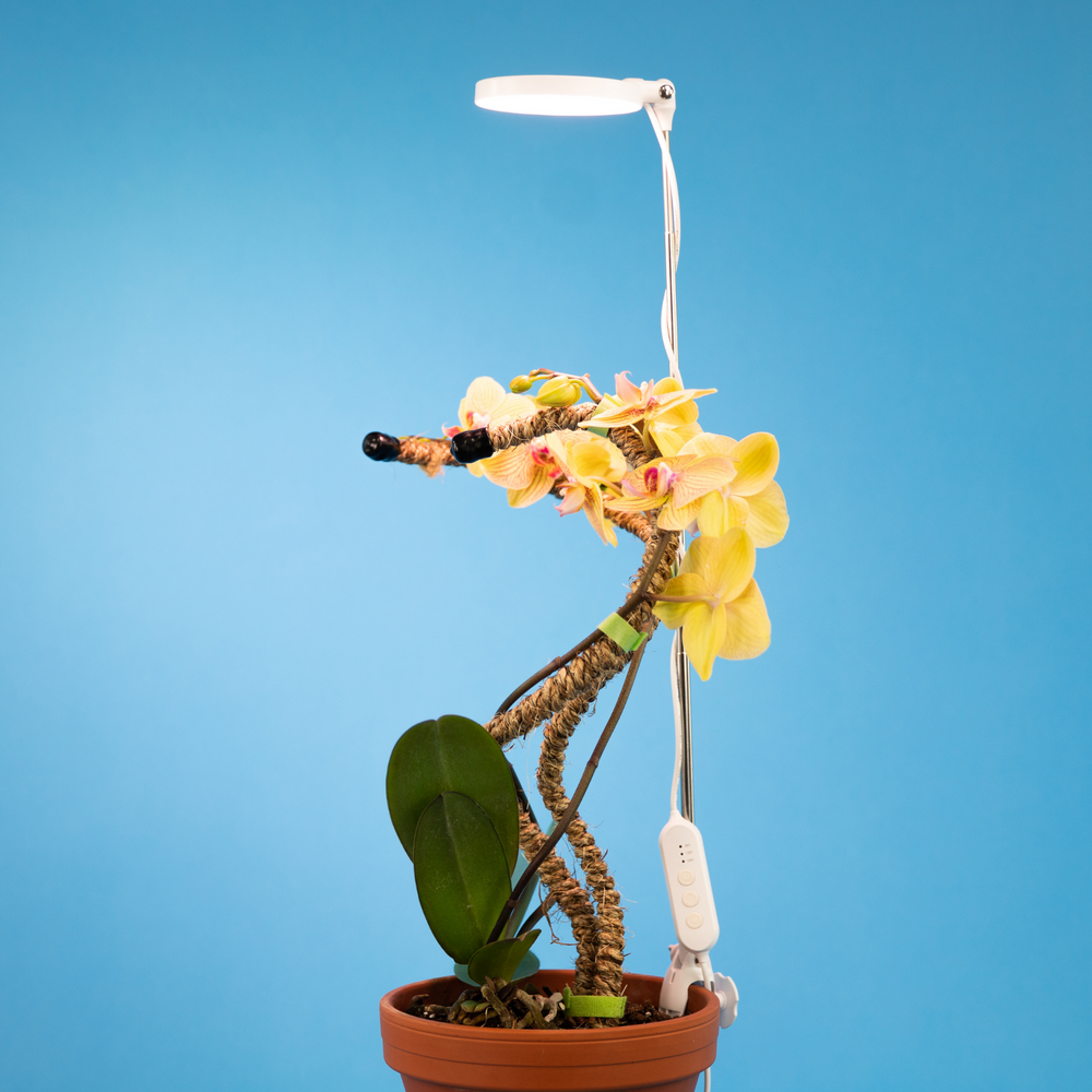 Grows with your plant