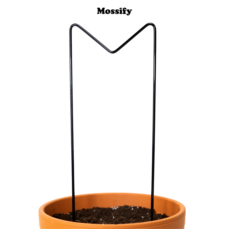 "M" Metal Trellis - Mossify