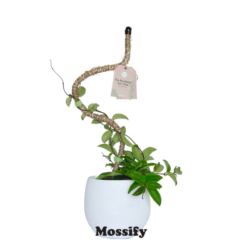 The Original Bendable Coir Pole™ - Best Seller (Tape Included) - Mossify
