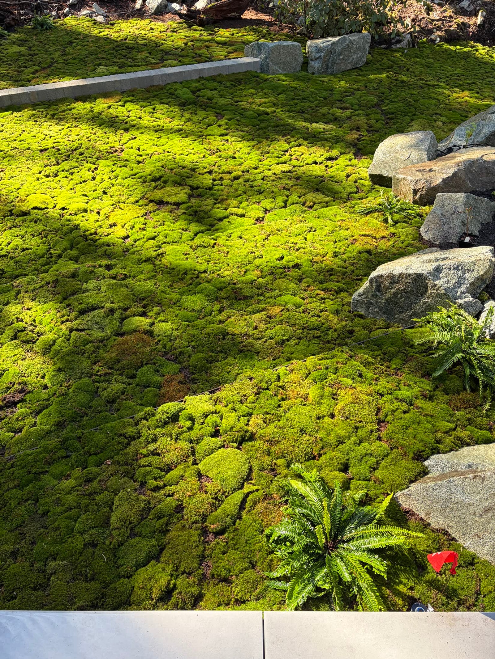 Live moss lawn and granite boulders at a Whistler, BC home