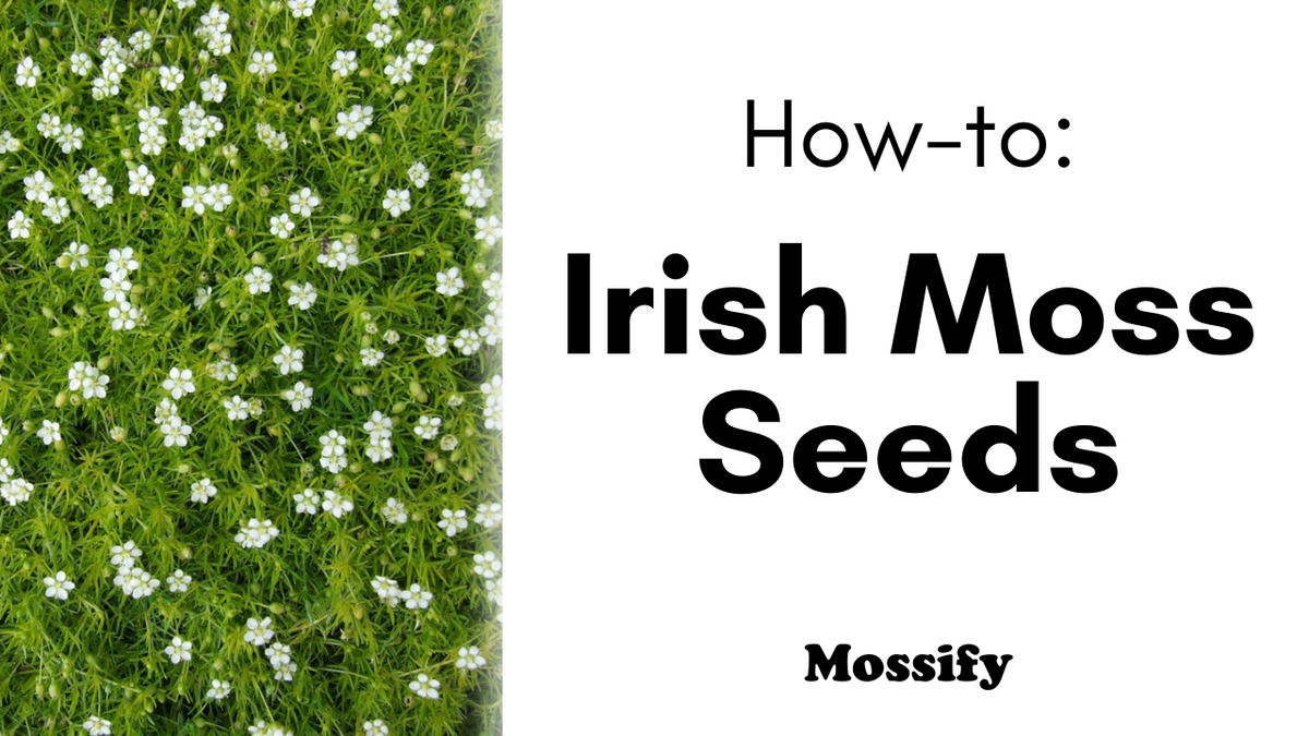 How To Irish Moss Seeds Premium Fast Growing Irish Moss Seed (Sagin